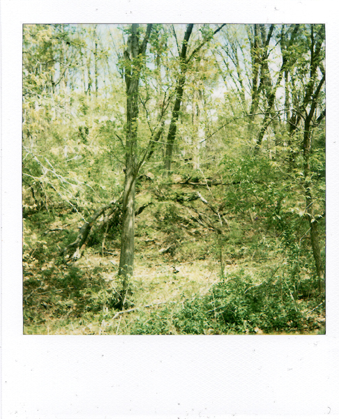 topless-polaroid-forest.jpg