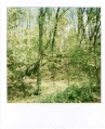 topless-polaroid-forest