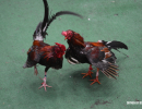 cockfighting-puerto-rico-101