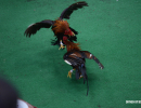 cockfighting-puerto-rico-109