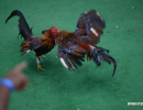 cockfighting-puerto-rico-111