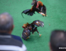 cockfighting-puerto-rico-112