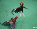 cockfighting-puerto-rico-113