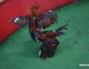 cockfighting-puerto-rico-116