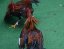 cockfighting-puerto-rico-117