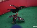 cockfighting-puerto-rico-124