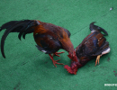 cockfighting-puerto-rico-134