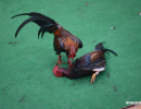 cockfighting-puerto-rico-136