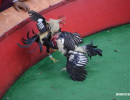 cockfighting-puerto-rico-147