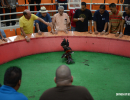 cockfighting-puerto-rico-169