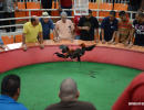 cockfighting-puerto-rico-170