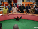 cockfighting-puerto-rico-171