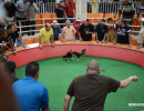 cockfighting-puerto-rico-172