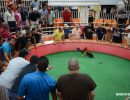 cockfighting-puerto-rico-173