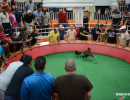 cockfighting-puerto-rico-174