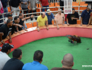 cockfighting-puerto-rico-175