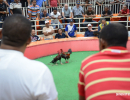 cockfighting-puerto-rico-185