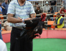 cockfighting-puerto-rico-189