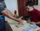 cockfighting-puerto-rico-198