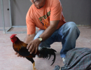 cockfighting-puerto-rico-220