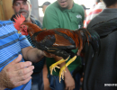 cockfighting-puerto-rico-241