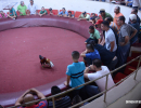 cockfighting-puerto-rico-249