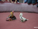 cockfighting-puerto-rico-267