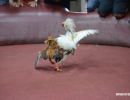 cockfighting-puerto-rico-268