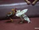 cockfighting-puerto-rico-270