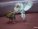 cockfighting-puerto-rico-271