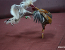 cockfighting-puerto-rico-276