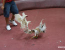 cockfighting-puerto-rico-282