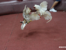 cockfighting-puerto-rico-284