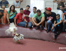 cockfighting-puerto-rico-285