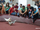 cockfighting-puerto-rico-286