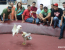 cockfighting-puerto-rico-287