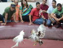 cockfighting-puerto-rico-288