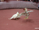 cockfighting-puerto-rico-290