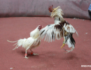 cockfighting-puerto-rico-291