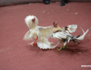 cockfighting-puerto-rico-294