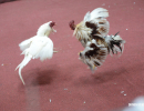 cockfighting-puerto-rico-295