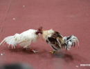 cockfighting-puerto-rico-296