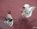 cockfighting-puerto-rico-299