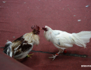 cockfighting-puerto-rico-301