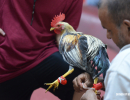 cockfighting-puerto-rico-306