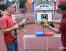 cockfighting-puerto-rico-307