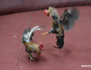 cockfighting-puerto-rico-308