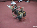 cockfighting-puerto-rico-310