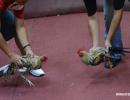 cockfighting-puerto-rico-314