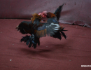 cockfighting-puerto-rico-317